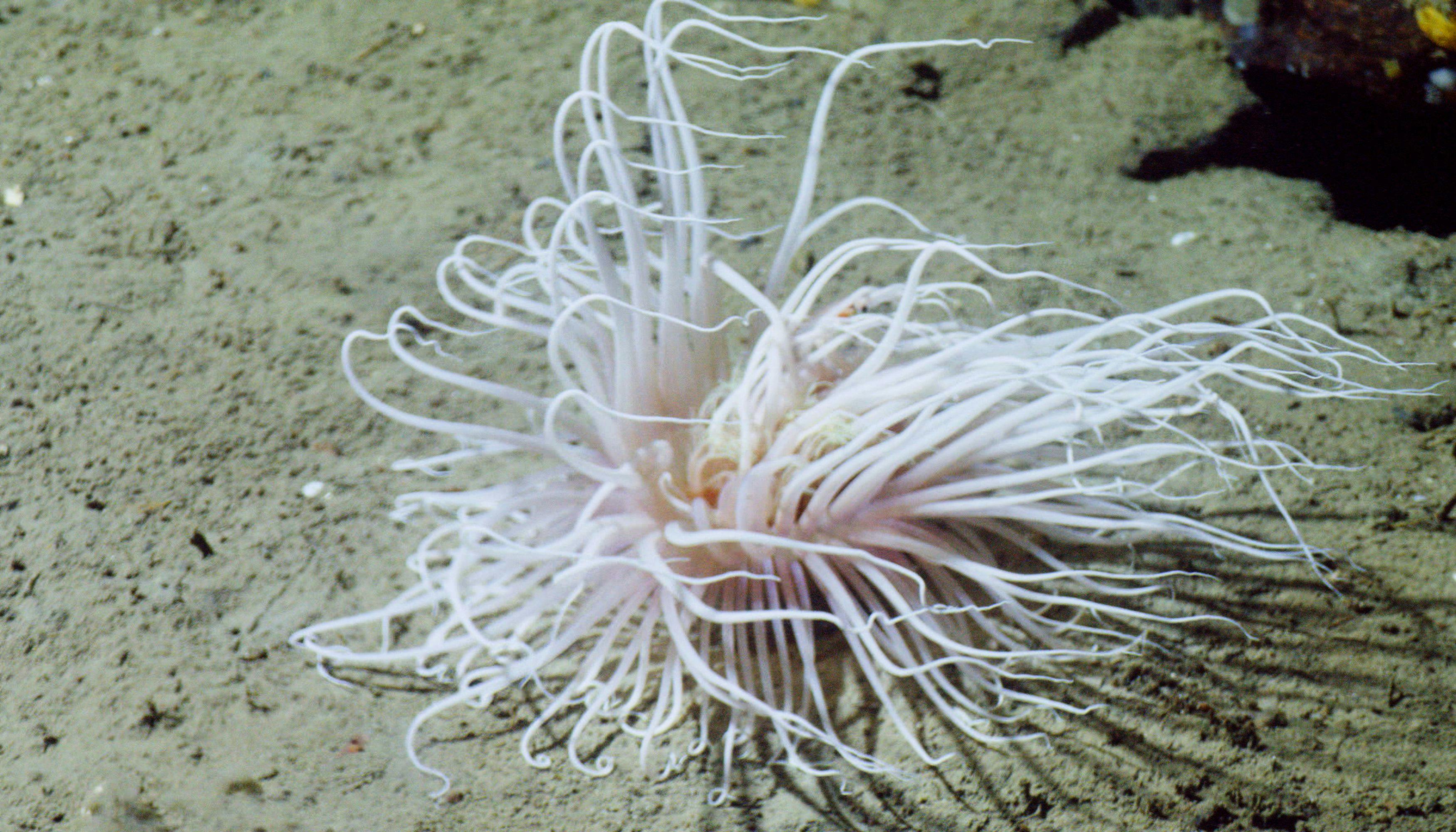 A white sea anemone