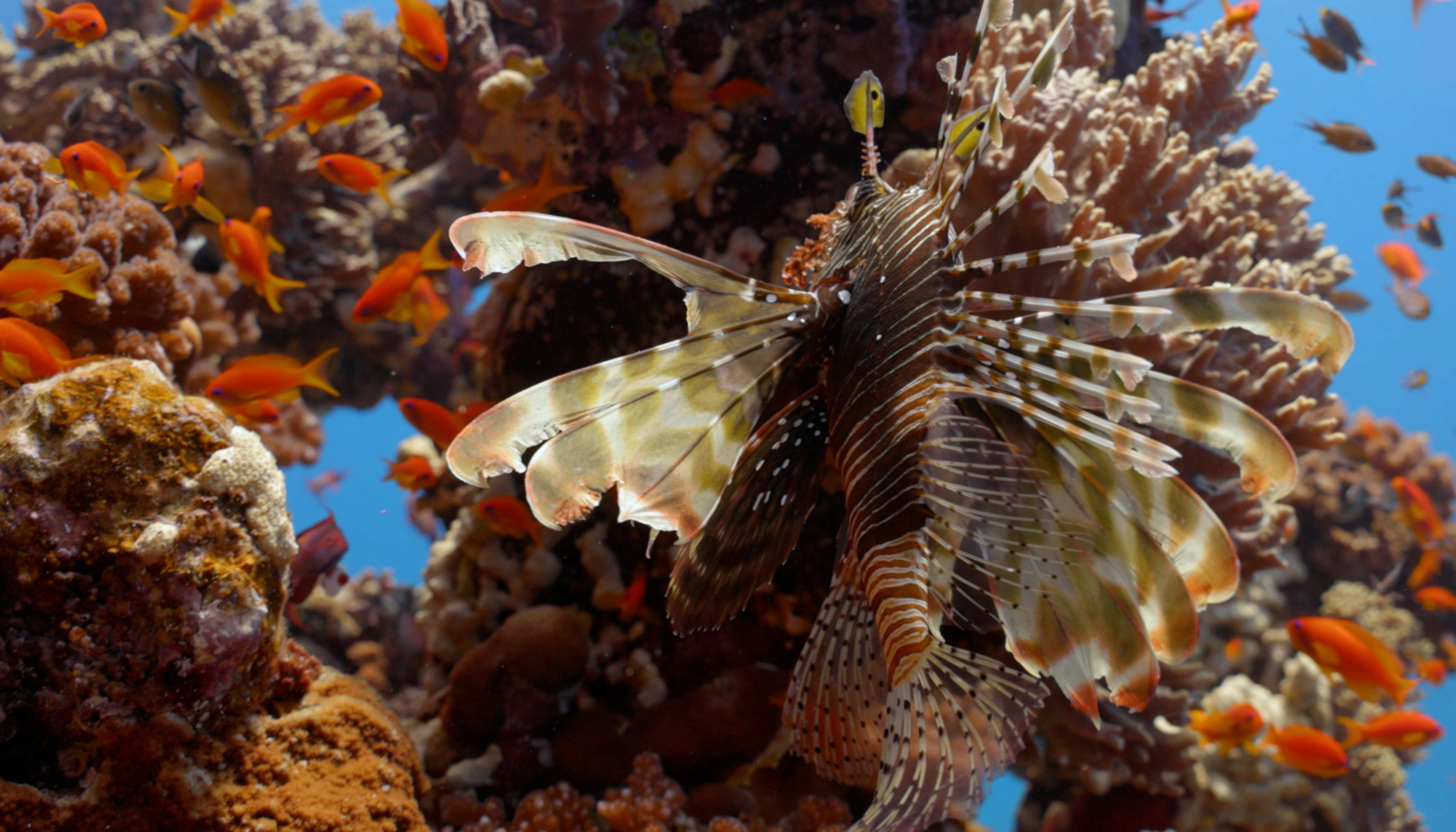 A lionfish among a coral reef