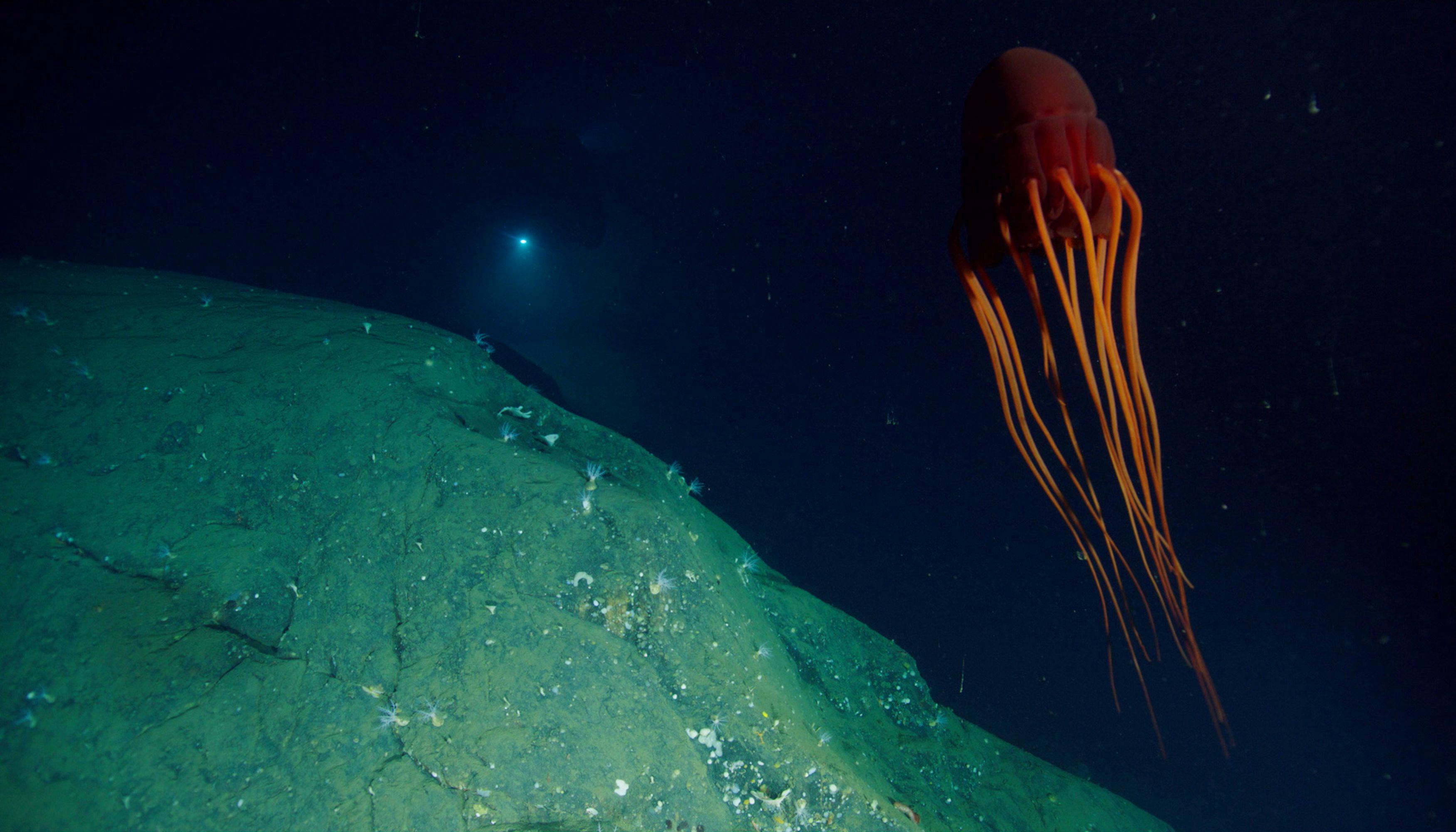 A red deep sea jellyfish 