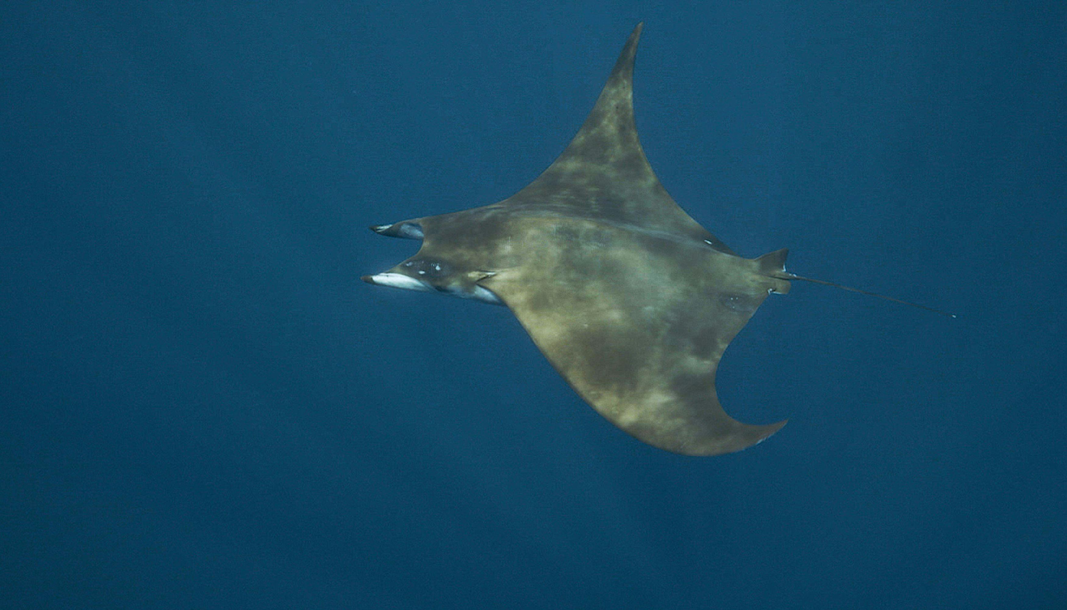 A devil ray swimming 