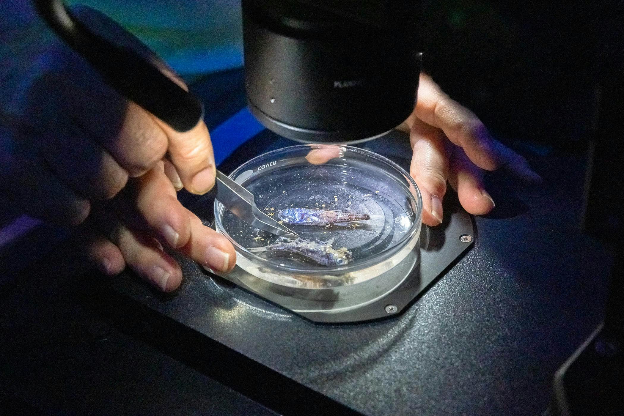 Lanternfish in a petri dish