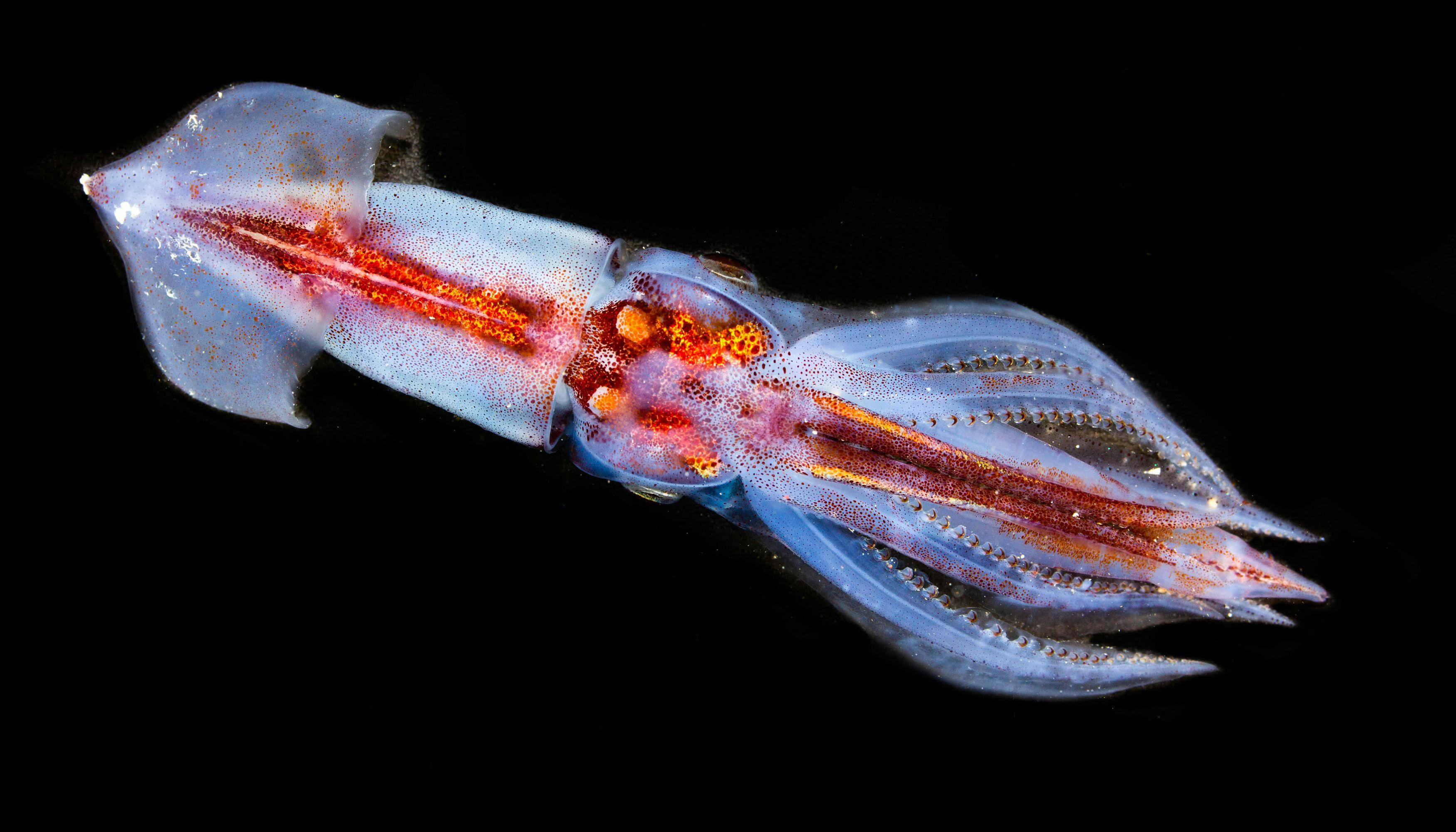 A squid on a black background
